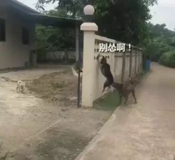 两只狗打架，告诉你什么叫“能吵吵就不动手”！-1.jpeg