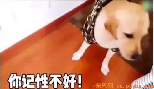 两只狗打架，告诉你什么叫“能吵吵就不动手”！-6.jpeg