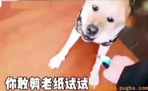 两只狗打架，告诉你什么叫“能吵吵就不动手”！-7.jpeg
