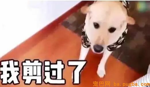 两只狗打架，告诉你什么叫“能吵吵就不动手”！-5.jpeg