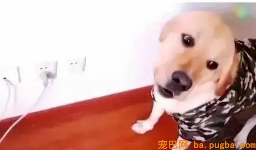 两只狗打架，告诉你什么叫“能吵吵就不动手”！-10.jpeg