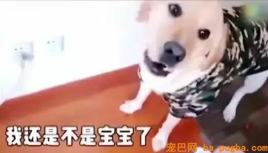 两只狗打架，告诉你什么叫“能吵吵就不动手”！-9.jpeg