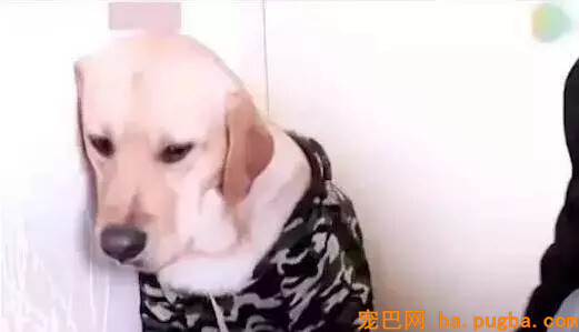 两只狗打架，告诉你什么叫“能吵吵就不动手”！-12.jpeg