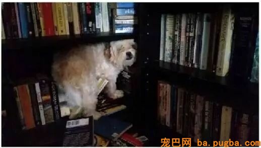 两只狗打架，告诉你什么叫“能吵吵就不动手”！-19.jpeg