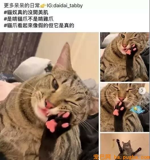 这只外表呆呆的直男喵，竟然拥有如此粉嫩梦幻的JioJio？！-6.jpeg