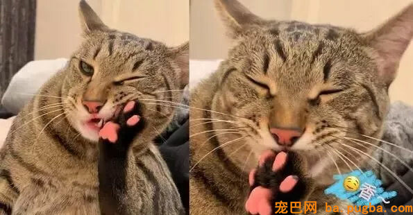 这只外表呆呆的直男喵，竟然拥有如此粉嫩梦幻的JioJio？！-5.jpg