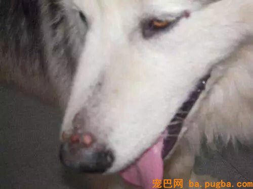 去奶奶家接狗，远看以为它偷吃了香肠，看清本相后主人笑崩……-6.jpg