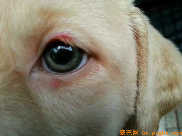 去奶奶家接狗，远看以为它偷吃了香肠，看清本相后主人笑崩……-5.jpg