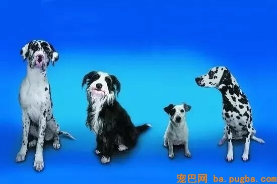 美国养狗证上面的9句话，很打动！动物是人类的好朋友...-2.jpeg