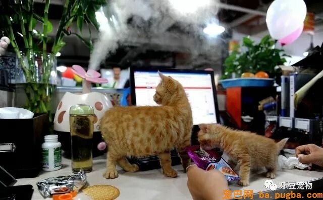 这是一家工作效率极高的公司，因为老板允许员工带宠物上班！-2.jpeg