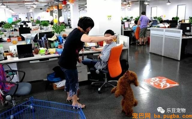 这是一家工作效率极高的公司，因为老板允许员工带宠物上班！-6.jpeg