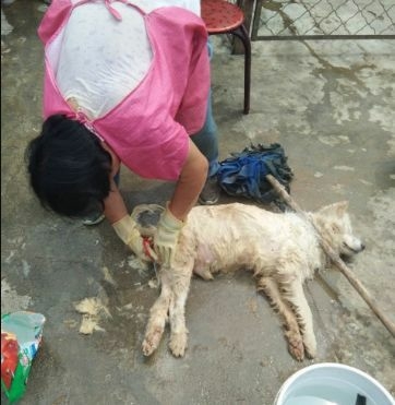 萨摩耶陪了主人12年，主人却用300元把它扔了...无助模样让人心寒-2.jpeg