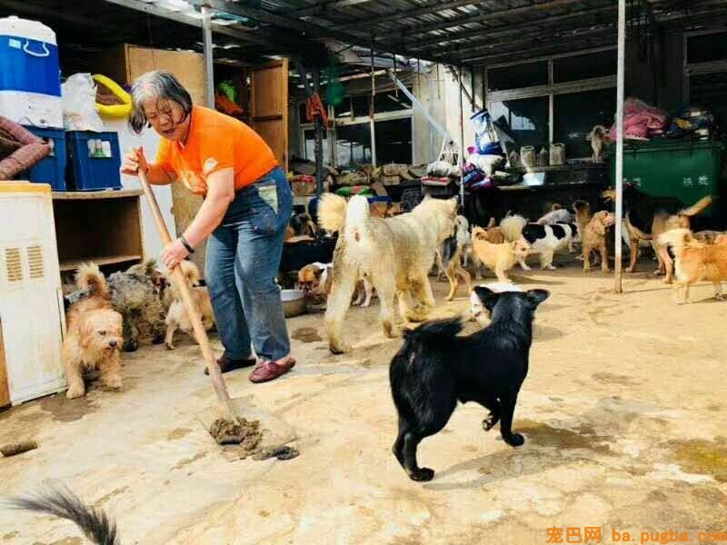 萨摩耶陪了主人12年，主人却用300元把它扔了...无助模样让人心寒-3.jpeg