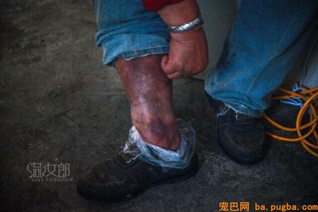 萨摩耶陪了主人12年，主人却用300元把它扔了...无助模样让人心寒-12.jpeg