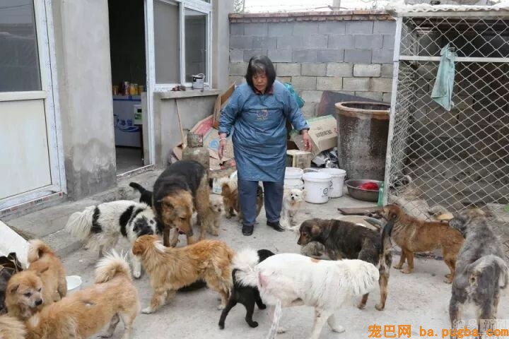 萨摩耶陪了主人12年，主人却用300元把它扔了...无助模样让人心寒-11.jpeg