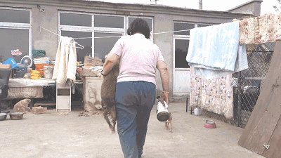 萨摩耶陪了主人12年，主人却用300元把它扔了...无助模样让人心寒-15.gif