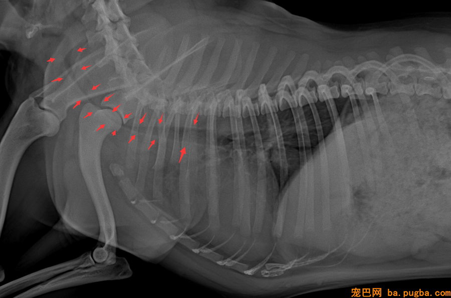 巴哥犬喘.png