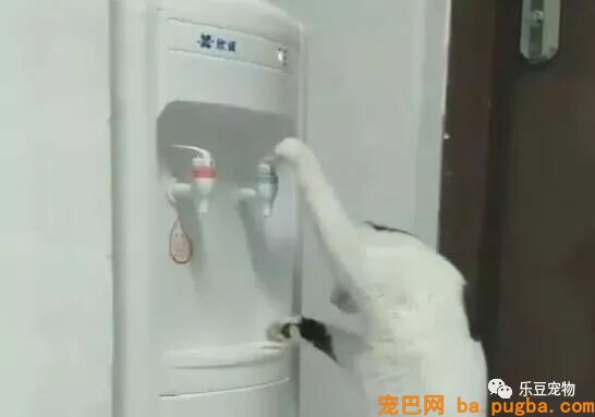 主人一天没给猫咪喂水，于是猫咪走向饮水机抬起了爪子……-1.jpeg