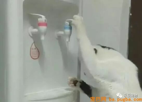 主人一天没给猫咪喂水，于是猫咪走向饮水机抬起了爪子……-2.jpeg