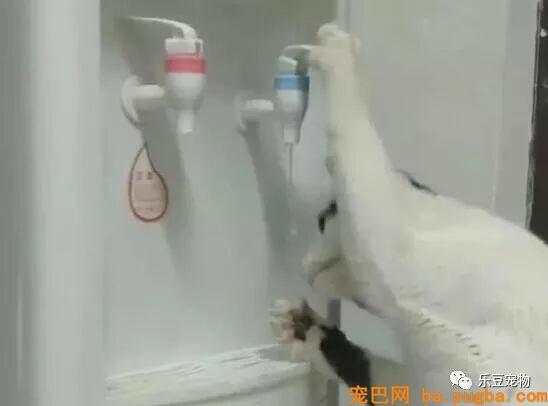 主人一天没给猫咪喂水，于是猫咪走向饮水机抬起了爪子……-3.jpeg