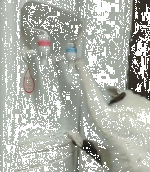 主人一天没给猫咪喂水，于是猫咪走向饮水机抬起了爪子……-4.gif