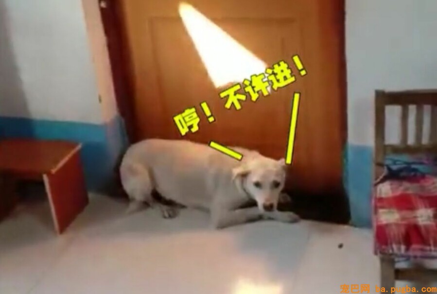 新郎去接亲，却被一条狗堵住了新娘的门：不准带走我小主人！-1.jpeg