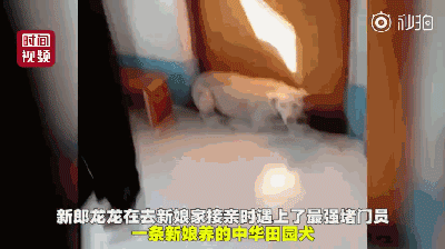 新郎去接亲，却被一条狗堵住了新娘的门：不准带走我小主人！-2.gif