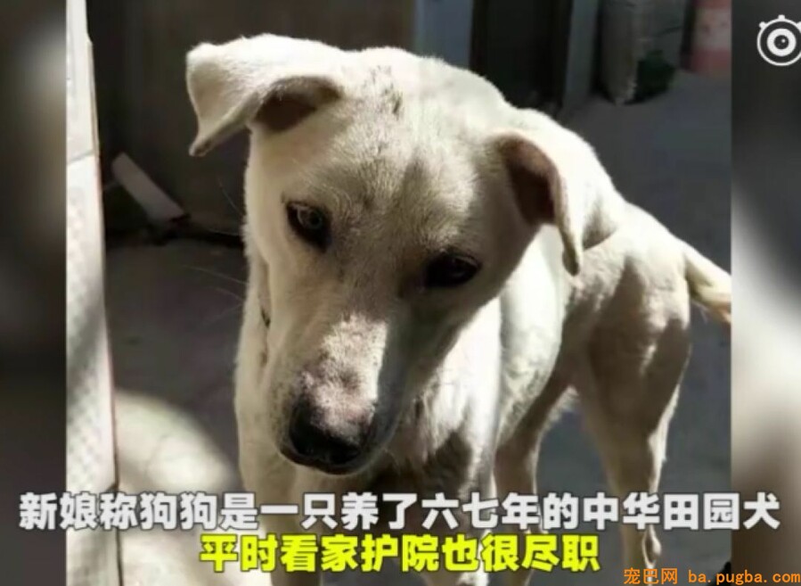 新郎去接亲，却被一条狗堵住了新娘的门：不准带走我小主人！-5.jpeg