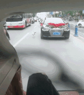 新郎去接亲，却被一条狗堵住了新娘的门：不准带走我小主人！-11.gif