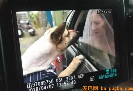 新郎去接亲，却被一条狗堵住了新娘的门：不准带走我小主人！-14.jpeg