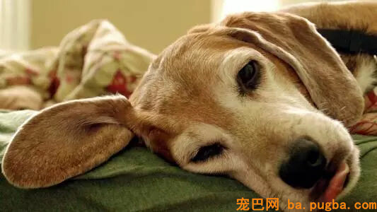 记忆力几乎为零的老狗，唯独不忘这件事...-4.jpg