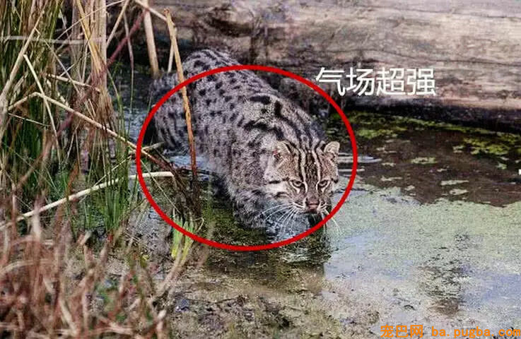河边捡到一只小猫咪，带回家养了半年，看到它的表示，间接懵了-3.jpg