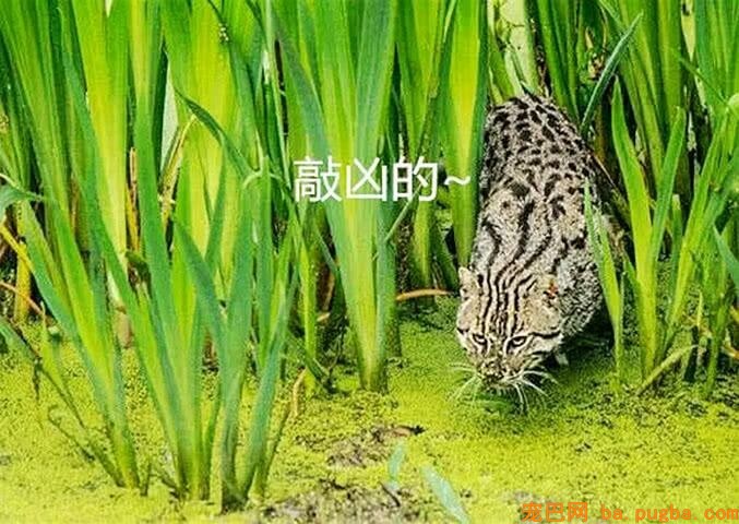 河边捡到一只小猫咪，带回家养了半年，看到它的表示，间接懵了-2.jpeg