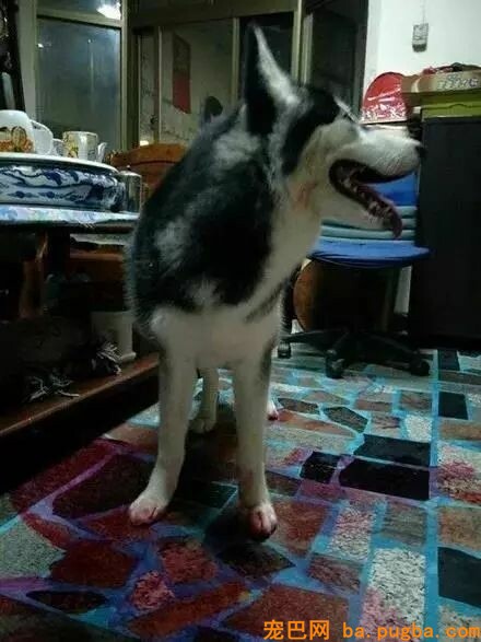 三鼓被惊醒，发现二哈浑身是血，跟小偷搏斗？知道本相后气疯了！-3.jpeg