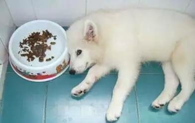 狗狗不想吃东西怎么办？-1.jpeg