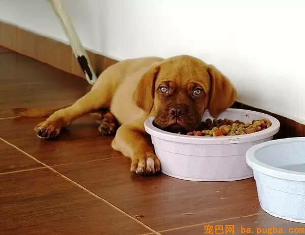 狗狗不想吃东西怎么办？-2.jpeg