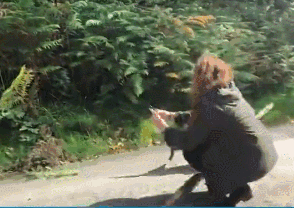 和狗狗玩捡树枝游戏，可这货叼回来的东西却让人笑喷了......-3.gif