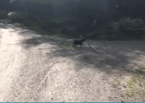 和狗狗玩捡树枝游戏，可这货叼回来的东西却让人笑喷了......-4.gif