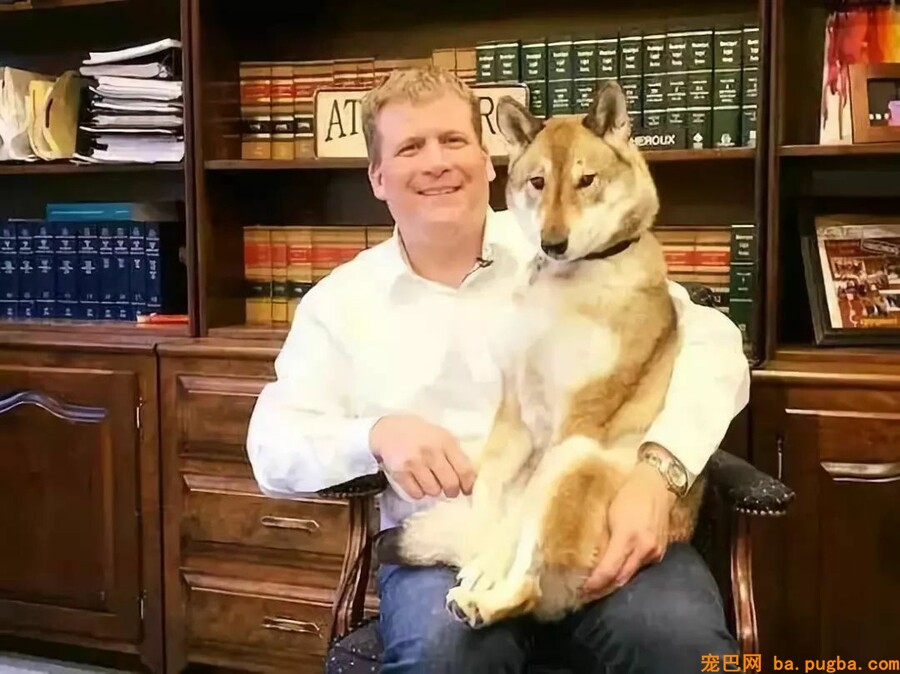 狗狗不幸患上癌症，市长主人做这事打动全城！-2.jpeg