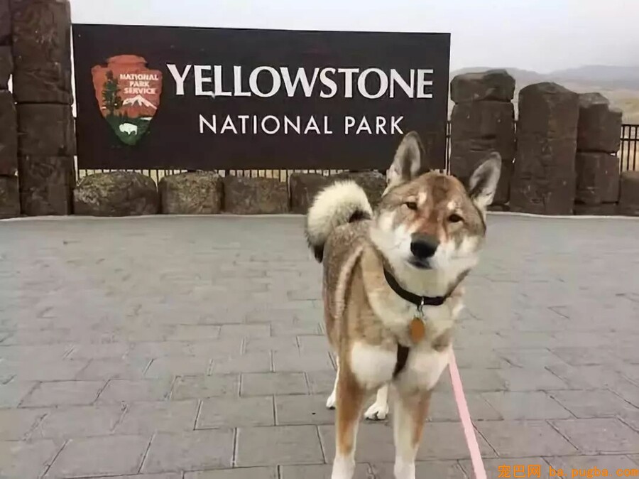 狗狗不幸患上癌症，市长主人做这事打动全城！-10.jpeg