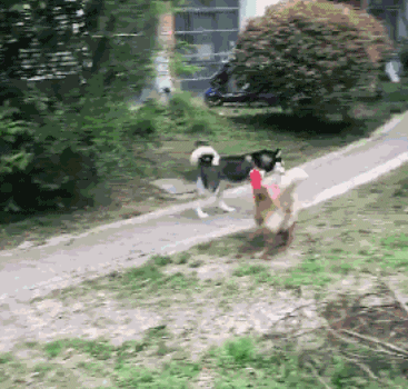 哈士奇腿骨折，主人本以为它终于诚恳了，没成想这货……-2.gif
