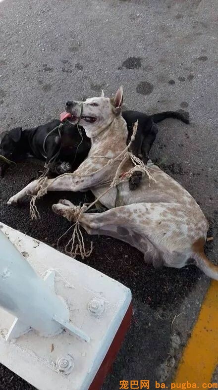 美国大兵把怨气全撒在漂泊狗身上，绑住手脚放在马路中间暴晒！-1.jpeg