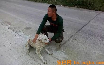 美国大兵把怨气全撒在漂泊狗身上，绑住手脚放在马路中间暴晒！-5.jpeg