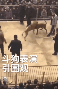 某地惊现残忍斗狗比赛，狗狗遍体鳞伤血流不止：门票只卖20元......-1.gif