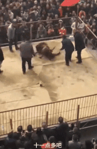 某地惊现残忍斗狗比赛，狗狗遍体鳞伤血流不止：门票只卖20元......-3.gif