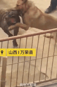 某地惊现残忍斗狗比赛，狗狗遍体鳞伤血流不止：门票只卖20元......-2.gif