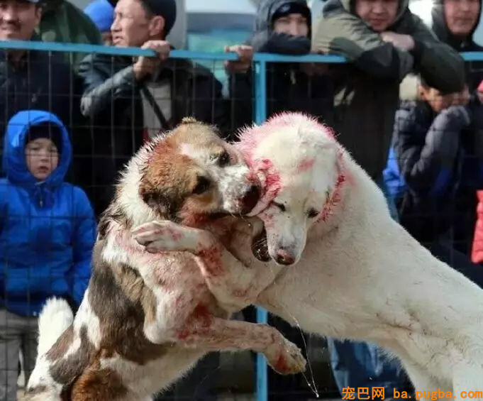 某地惊现残忍斗狗比赛，狗狗遍体鳞伤血流不止：门票只卖20元......-6.jpg