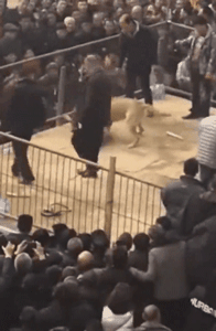 某地惊现残忍斗狗比赛，狗狗遍体鳞伤血流不止：门票只卖20元......-4.gif