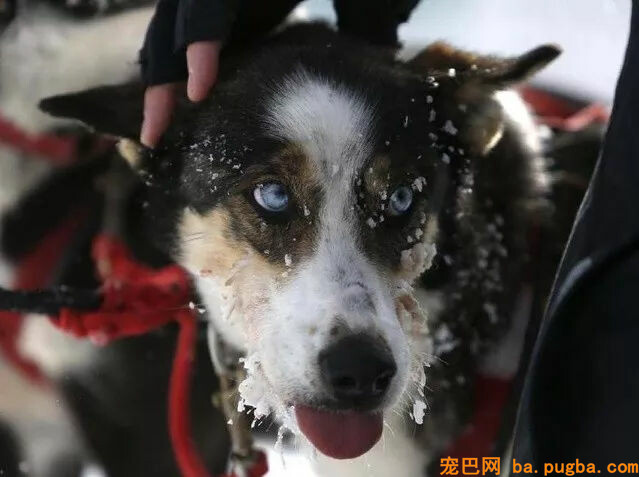 某地惊现残忍斗狗比赛，狗狗遍体鳞伤血流不止：门票只卖20元......-12.jpg