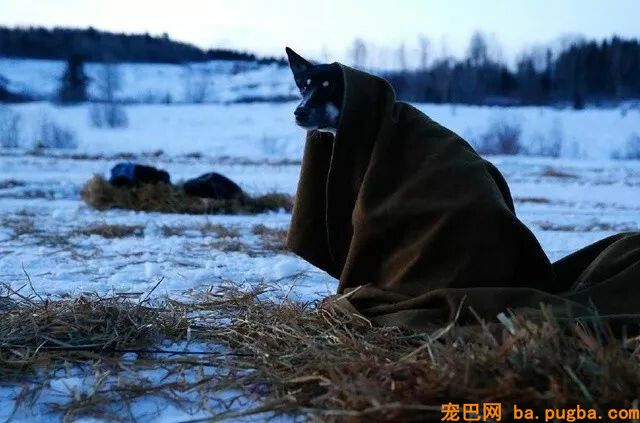 某地惊现残忍斗狗比赛，狗狗遍体鳞伤血流不止：门票只卖20元......-9.jpg